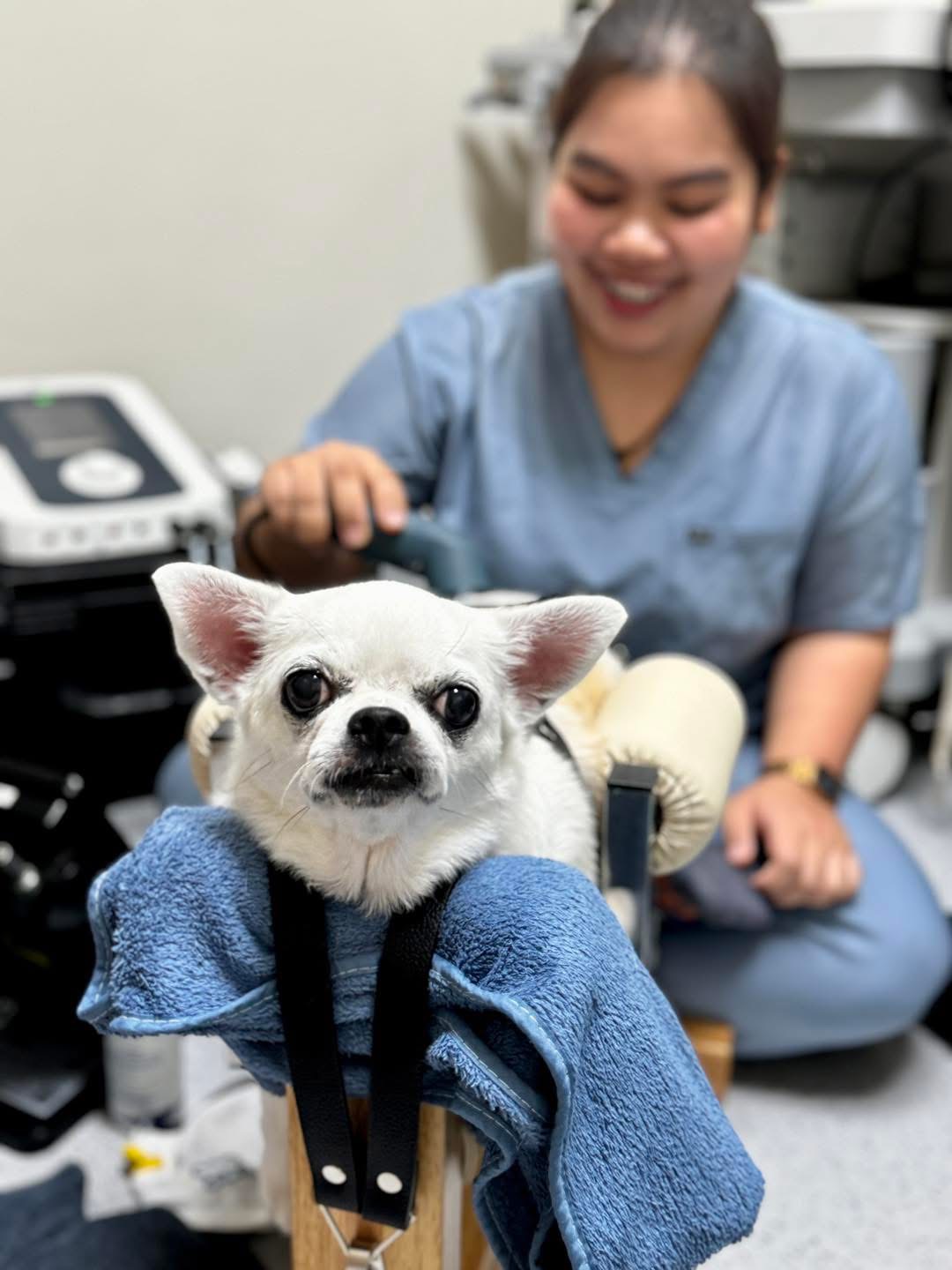 PETiS Animal Hospital